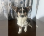 Small #45 Aussie-Corgi