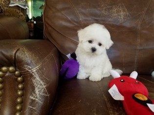 Maltese Puppy for sale in SANTA CLARITA, CA, USA