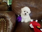 Small Maltese