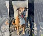 Small #10 Labrador Retriever Mix
