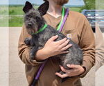 Small #1 Mutt