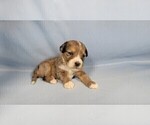 Small Photo #105 Bernedoodle (Miniature) Puppy For Sale in BLACK FOREST, CO, USA