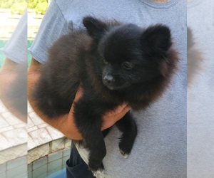 Pomeranian Puppy for Sale in HARKER HEIGHTS, Texas USA