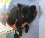 Small Pomeranian