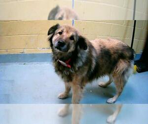 Great Pyrenees-Unknown Mix Dogs for adoption in Tulsa, OK, USA