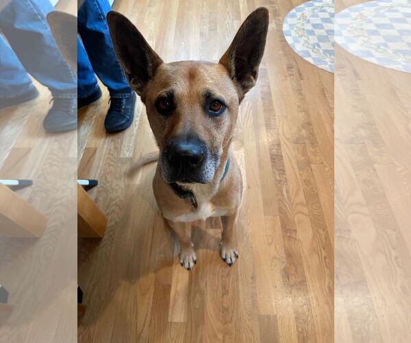 Medium Photo #4 German Shepherd Dog-Unknown Mix Puppy For Sale in Polson, MT, USA