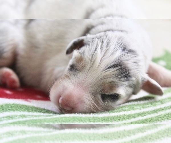 Medium Photo #4 Australian Shepherd Puppy For Sale in CAPE CORAL, FL, USA