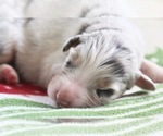 Small Photo #4 Australian Shepherd Puppy For Sale in CAPE CORAL, FL, USA