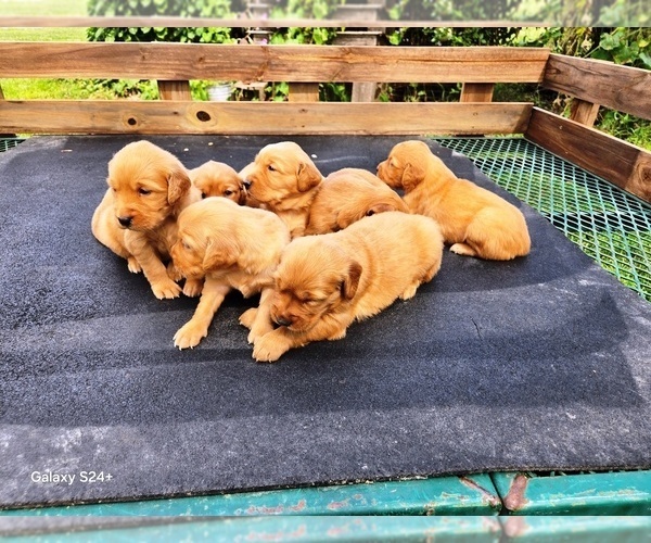 Medium Photo #8 Golden Retriever Puppy For Sale in LEON, KS, USA