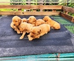 Small #7 Golden Retriever