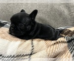 Puppy Puppy 4 French Bulldog