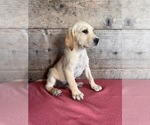 Image preview for Ad Listing. Nickname: Litter of 8