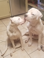Mother of the Dogo Argentino puppies born on 08/05/2018