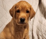 Small Photo #43 Labrador Retriever Puppy For Sale in BUFFALO, NY, USA