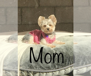 Father of the Morkie puppies born on 07/30/2019