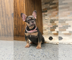 French Bulldog Puppy for sale in HOUSTON, TX, USA