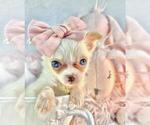 Small #1 Chihuahua