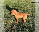 Small Photo #3 Vizsla Puppy For Sale in HYRUM, UT, USA
