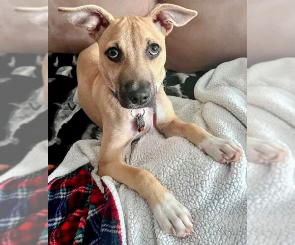 Medium Photo #4 Black Mouth Cur-Labrador Retriever Mix Puppy For Sale in Rockaway, NJ, USA