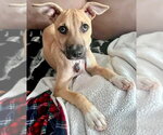 Small #3 Black Mouth Cur-Labrador Retriever Mix