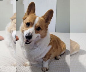 Mutt Dogs for adoption in Denver , CO, USA