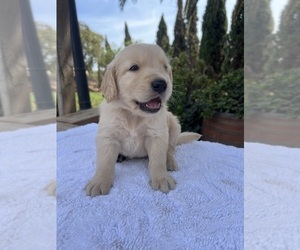Golden Retriever Puppy for sale in GREENFIELD, CA, USA