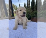 Small Golden Retriever