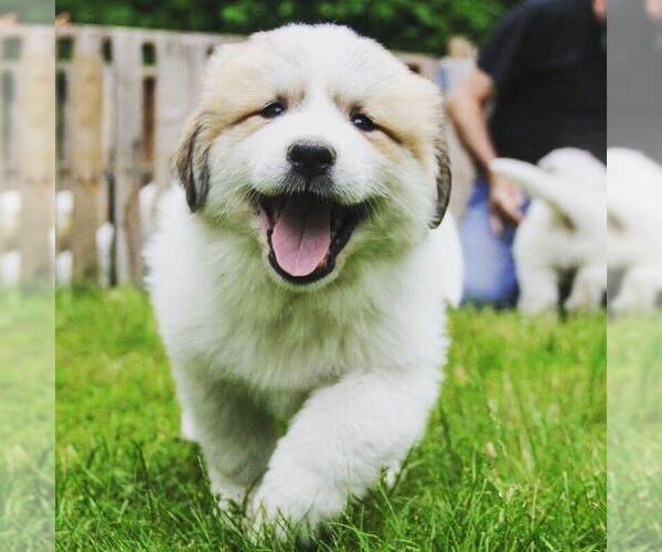 Medium Photo #5 Great Pyrenees Puppy For Sale in TOWNSEND, MA, USA