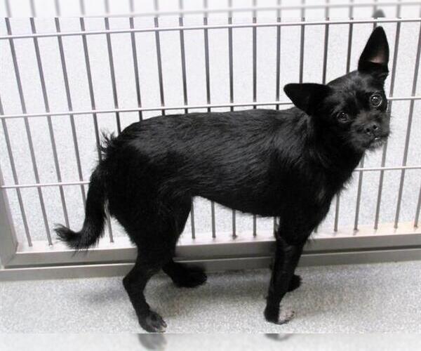 Medium Photo #1 Cairn Terrier Puppy For Sale in Orange, CA, USA