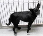 Small Cairn Terrier