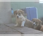 Small #3 Aussie-Corgi