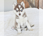 Small Photo #1 Pomsky Puppy For Sale in KANSAS CITY, MO, USA