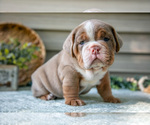 Small #1 Beabull