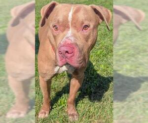 Mutt Dogs for adoption in Akron, OH, USA