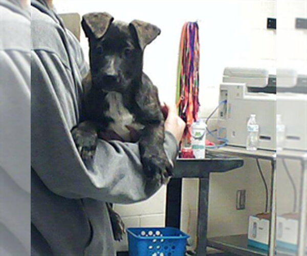 Medium Photo #1 German Shepherd Dog-Unknown Mix Puppy For Sale in Fayetteville, NC, USA