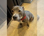 Small #15 Mutt