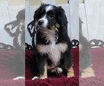 Small Photo #5 Miniature Australian Shepherd Puppy For Sale in OCTAVIA, OK, USA