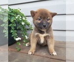 Small Photo #1 Shiba Inu Puppy For Sale in EDINA, MO, USA