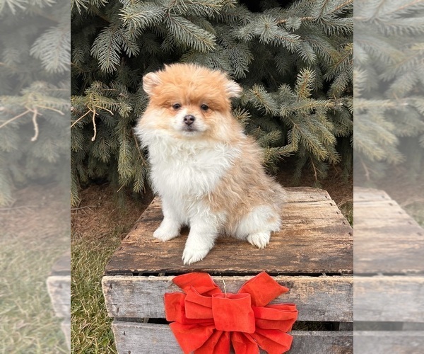 Medium Photo #2 Pomeranian Puppy For Sale in MIDDLEBURY, IN, USA