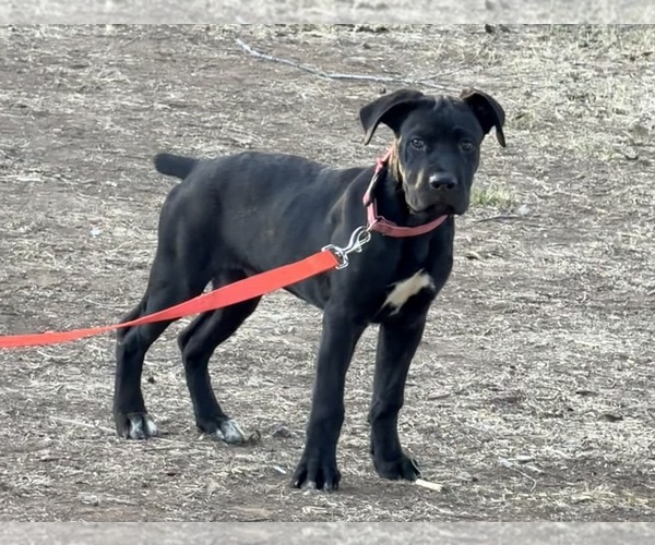 Medium Photo #1 Cane Corso Puppy For Sale in SPRING VALLEY, CA, USA