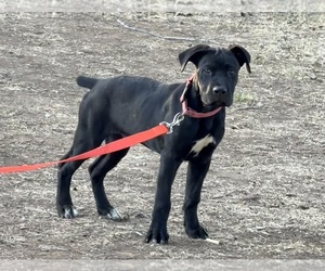 Cane Corso Puppy for sale in SPRING VALLEY, CA, USA