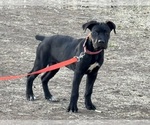Small Cane Corso