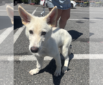 Small #1 Mutt