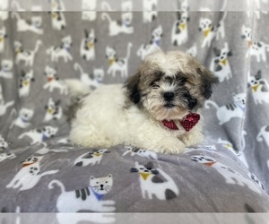 Zuchon Puppy for sale in LAKELAND, FL, USA