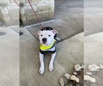 Small #1 American Bulldog-Staffordshire Bull Terrier Mix