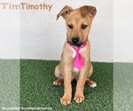 Small Photo #1 Black Mouth Cur-Unknown Mix Puppy For Sale in San Diego, CA, USA