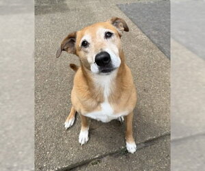 Retriever -Unknown Mix Dogs for adoption in Bellevue, WA, USA