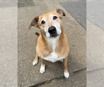Small Retriever  Mix