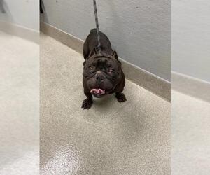 American Bulldog-Unknown Mix Dogs for adoption in Las Vegas, NV, USA