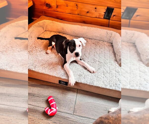 Medium Photo #7 American Pit Bull Terrier-Unknown Mix Puppy For Sale in Duluth, MN, USA